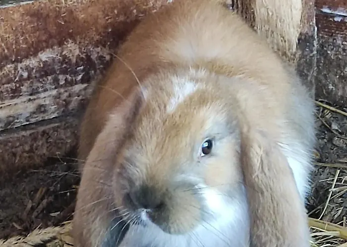 Appartement U Gumisia 